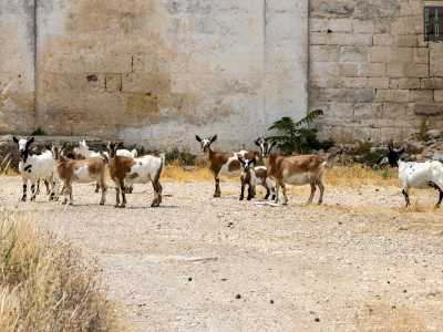 ...ci taglia improvvisamente la strada, incuriosite dalla nostra presenza